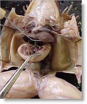 frog dissection where are your guts?