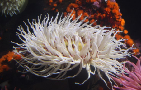sitges_anemone
