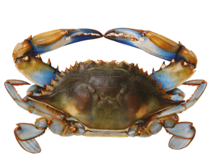 sitges_crab